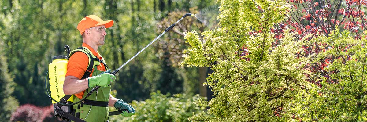 Letnie i jesienne opryski w ogrodzie – minimum zabiegów i mniej chemii